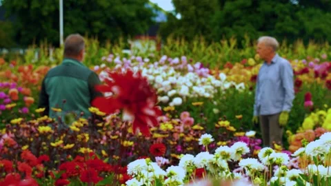 Two farmers talking to each other in the flower field in the Netherlands 4k Stock Footage 236221392