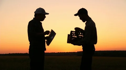 Two farmers talking at sunset plants. Looking at grapes On the Sunset. Side view Видео 93690393