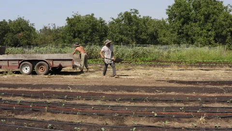 Two farmers throwing compost soil with shovel to converging crop lines Stock Footage 168470223
