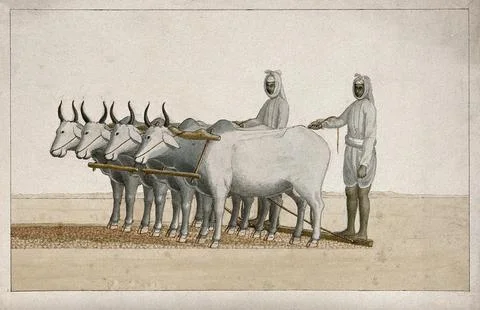 Two farmers using oxen to plough the land. Watercolour painting by an India.. Stock Illustration