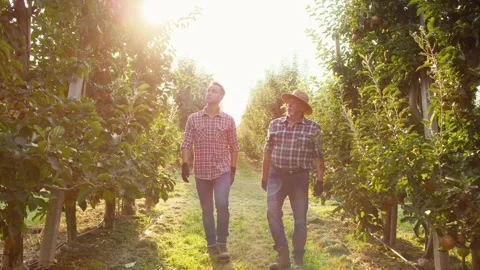 Two farmers walking along the apple orchard Stock-Footage 268422892