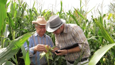 Two Farmers Work In A Corn Field, Using Tablet To Record The Results Stock Footage 79794343