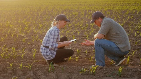 Two farmers work in the field in the evening before sunset. Inspect the green Stock Footage 104014056