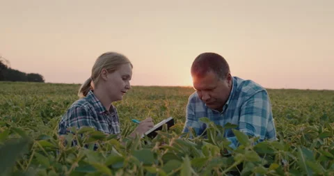 Two farmers work in the field, study plants, take notes Stock Footage 146924946