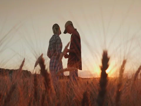 Two Farmers work in the field of wheat, communicate, look at the tablet Stock Footage 80085467