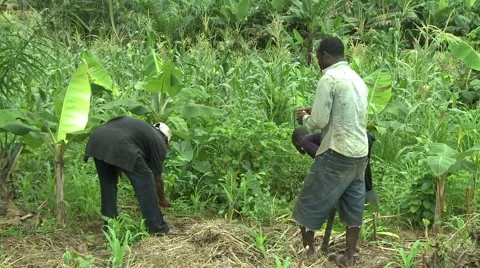 TWO FARMERS WORK, ONE FARMER INHALES SNUFF Stock Footage 59735303