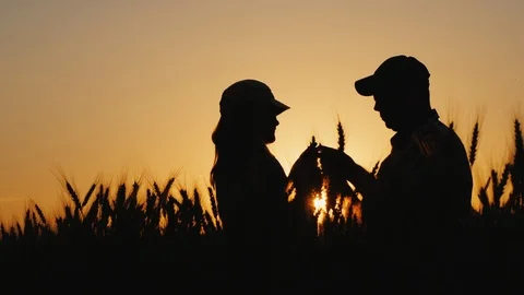 Two farmers work on a wheat field, looking at the spikes at sunset Stock Footage 121565960