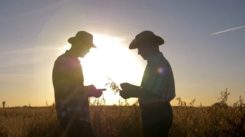 Two Farmers Working On The Field With Crops Check The Ripeness Of The Grain Stock-Footage 104814093