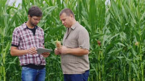 Two farmers working near the cornfield. Take a look at the tablet, studying ear Stock Footage 65245118