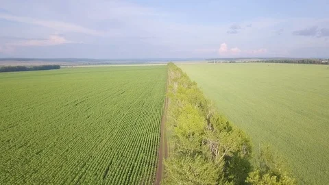 Two farmlands with parallel crop lines near the trail and the line of trees Stock Footage 92428902