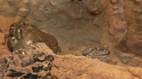 Two fat colorado river toads in a cave Stock Footage 150669495