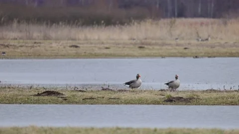 Two fat greylag geese on the run, 4K slomo Stock Footage 171321194