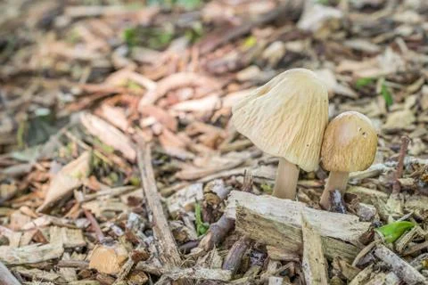 Two fawn colored toadstools Stock Photos