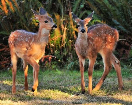 Two fawns Stock Photos