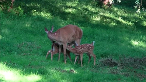 Two Fawns Suckling Stock Footage 314125456