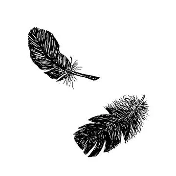 Two featers sketch Stock Illustration