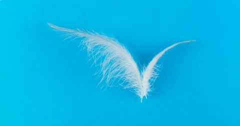 Two feather as bird wings. Stock Footage 120536798