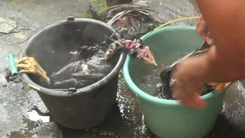 Two feathered native chickens are put into a bucket of hot water Stock Footage 277172832