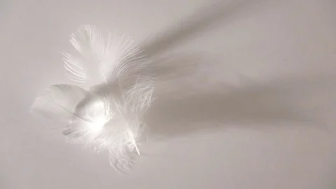 Two feathers down moving slowly in a soft light - background or illustration Stock Footage 76004355