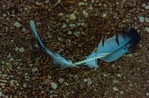 Two feathers on the path Stock Photos