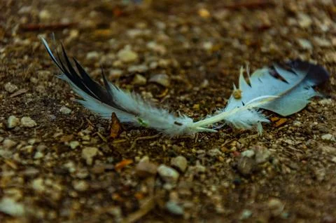 Two feathers on the path Stock Photos