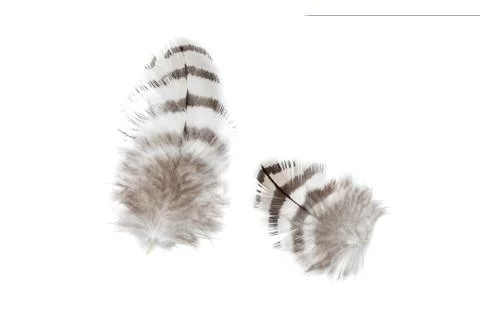 Two feathers on white Stock Photos
