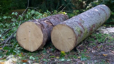 Two felled tree trunks lying on the forest ground Stock Footage 218242028