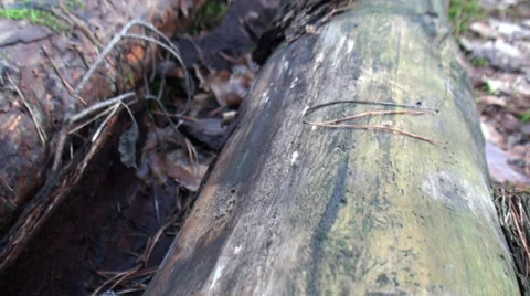 Two felled trees in the Forest Video stock 35826965