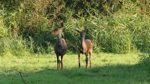 Two female deer looking at camera Stockbeeldmateriaal 171759984
