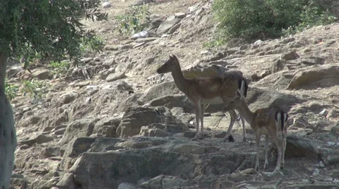 Two female deer in the mountain forest, rocky landscape Stock Footage 32163472