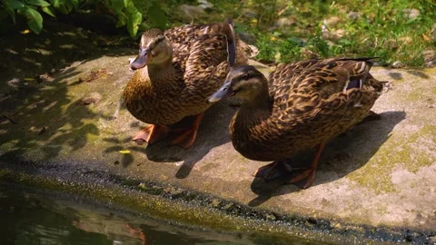 Two female ducks drinking Stock Footage 254122004