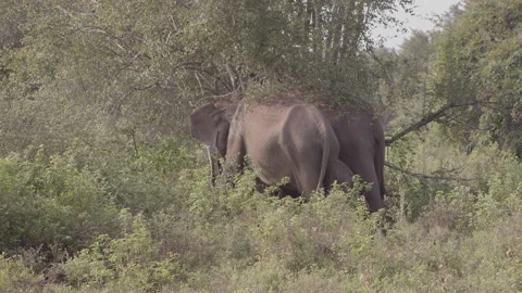Two female Elephant  with a calf Stock Footage 294832845