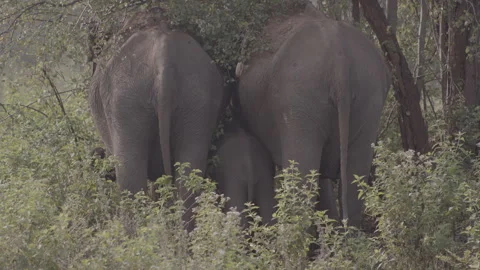 Two female Elephant  with two calves from backiside Stock Footage 294832891