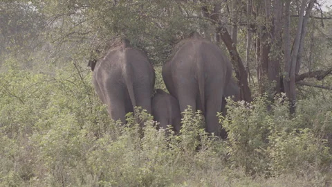 Two female Elephant  with two calves Stock Footage 294835741