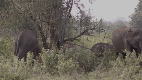 Two female Elephant  with two calves2 Stock Footage 294836498