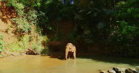 Two Female Elephants Playing With Mud In The Jungles Of Mondulkiri, Cambodia Stock Footage 151138237