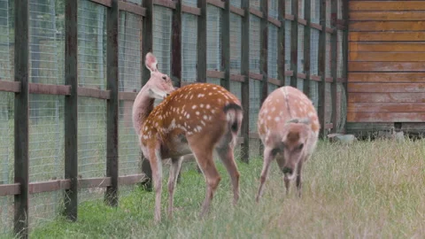 Two female fallow deer are walking in the corral 스톡 동영상 137032829