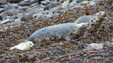 Two female grey seals having a disagreement on the shore in 4k Stock-Footage 292908228