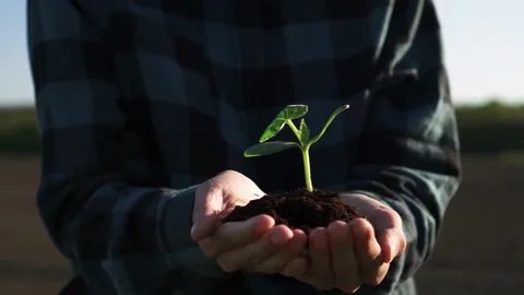 Two female hands hold a sprout to be planted in the soil. Environmental care Stock Footage 195196424
