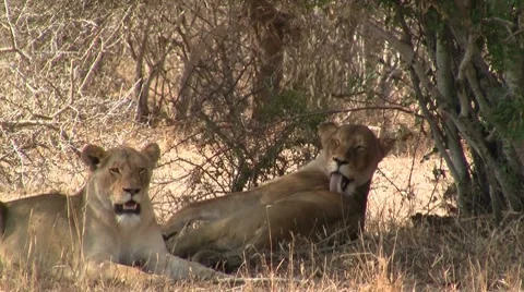 Two female lions in the shadow Stock Footage 8627763
