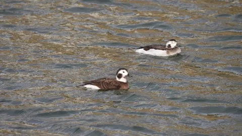 Two female Long tailed ducks relaxing on the water. Stock-Footage 265172578