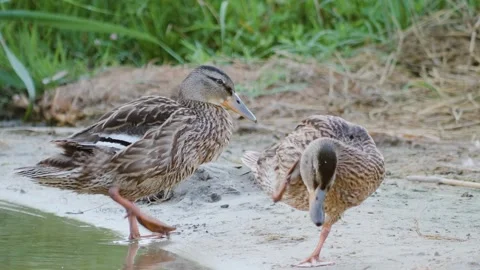 Two female mallard ducks standing on a sandy riverbank and preening their fe Stock Footage 342801024