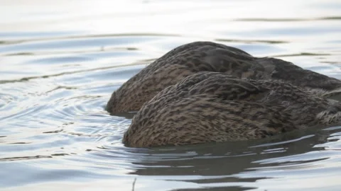 Two Female Mallards Foraging With Heads Underwater on Lake Video stock 343538295