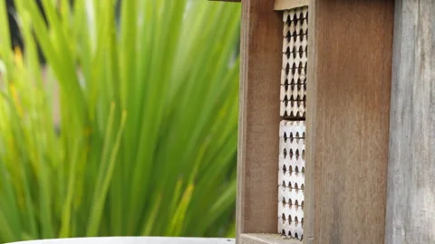 Two female mason bees (Osmia conjuncta) flying around wooden bee hive. Stock Footage 131376499