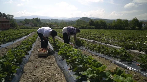Two female pickers holding crates and picking ripe strawberries on plantation. Stock Footage 89854597