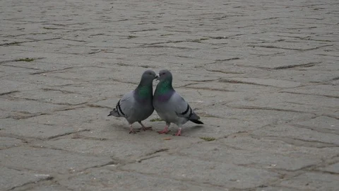 Two female pigeons Stock Footage 127427631