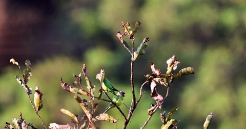 Two female Plum-headed Parakeets launch into flight from a treetop in the Stockbeeldmateriaal 332808034