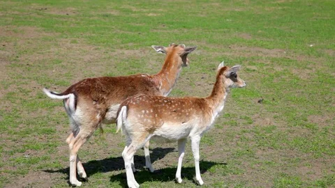 Two female spotted deer Stock Footage 78678871