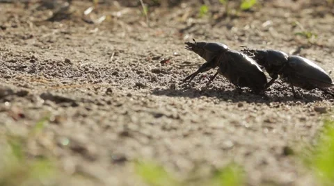 Two female stag-beetle on the sandy ground. Stock Footage 64271764