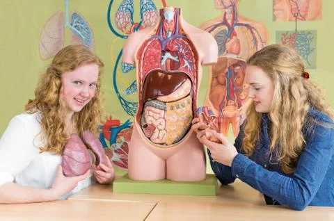 Two female students study human organs in biology lesson Stock Photos